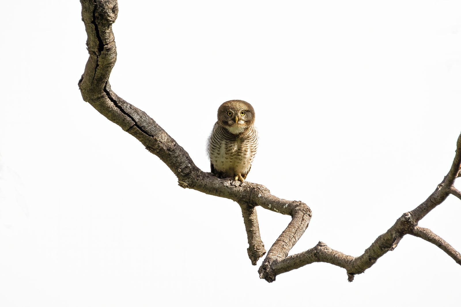 Barred Jungle Owlet (2)